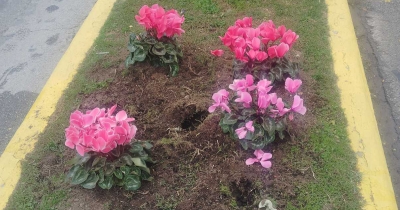 Σπάρτη: Ξερίζωσαν τα κυκλάμινα που φυτεύτηκαν χθες στην Λυκούργου