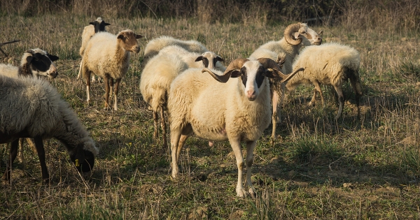 Καταβλήθηκαν αποζημιώσεις άνω του 1 εκατ. ευρώ στους πληττόμενους κτηνοτρόφους από τις υπηρεσίες της Περιφέρειας Πελοποννήσου