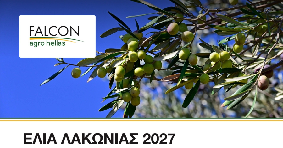 «Ελιά Λακωνίας 2027»: Ανοιχτή συνάντηση για το κόστος παραγωγής στον ελαιώνα