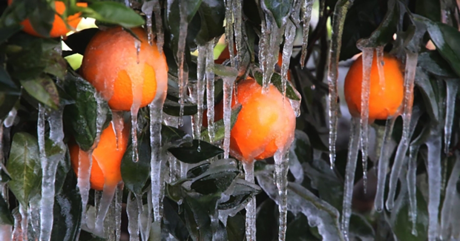 Επιστολή του Δημάρχου Μονεμβασίας για την ακαρπία στα εσπεριδοειδή από παγετούς της Άνοιξης