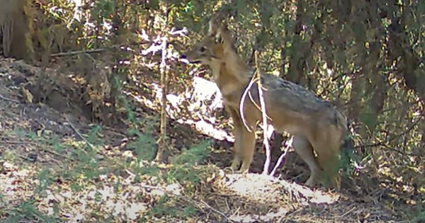 Τσακάλι στον Ταϋγέτο μέρα μεσημέρι (video)