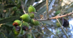 Ξεκίνησαν οι ψεκασμοί κατά του δάκου στο Δαφνί Δήμου Ευρώτα