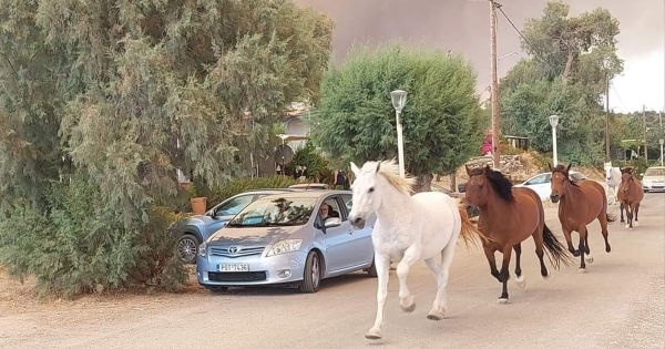 Φωτιά στη Ρόδο: Συγκλονιστικές εικόνες δείχνουν άλογα να τρέχουν να σωθούν από τη φωτιά