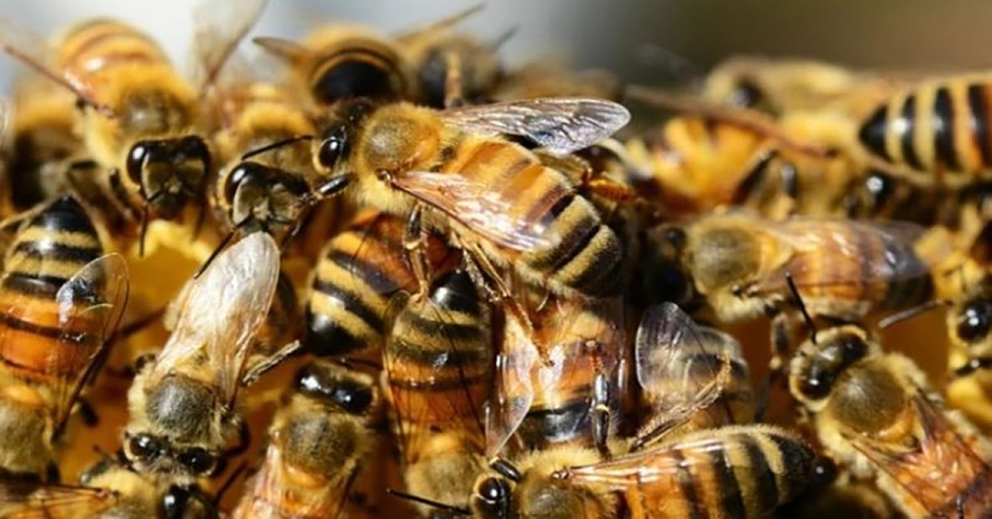 Νέα ελπίδα για τον καρκίνο του μαστού: Το δηλητήριο της μέλισσας στο επίκεντρο