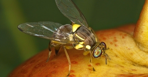 Εντοπίστηκε πρώτη φορά στην Ελλάδα ο «Δάκος» του Ροδάκινου, Bactrocera Zonata