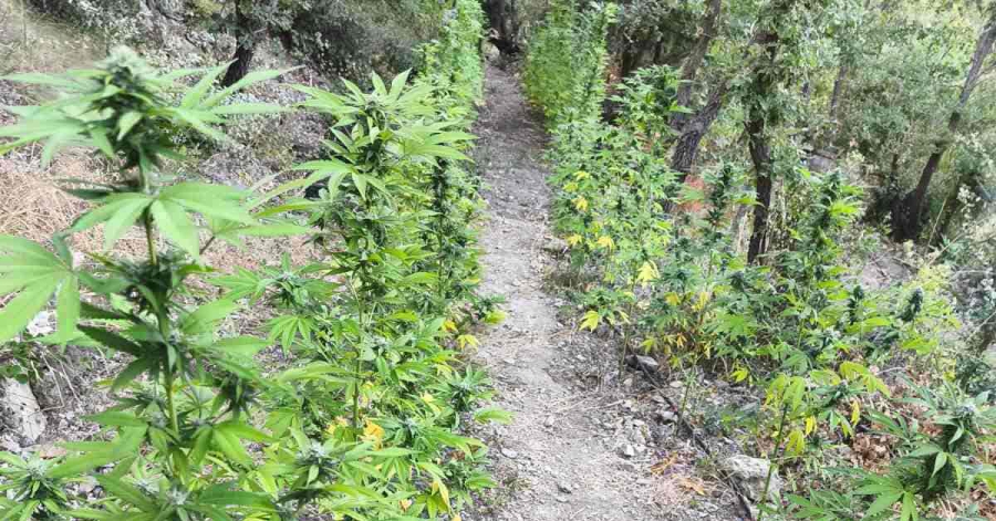 Εντοπίστηκε φυτεία με 267 δενδρύλλια κάνναβης – Τρεις συλλήψεις και προσδοκώμενα κέρδη 360.000 ευρώ