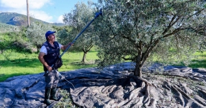 Τσατραφύλλιας: Συστήνει υπομονή για το μάζεμα ελιάς - «Έρχονται βροχές την επόμενη εβδομάδα»