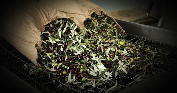 Στάση αναμονής για τον κλάδο της επιτραπέζιας ελιάς και του ελαιολάδου με φόντο τους δασμούς Τραμπ