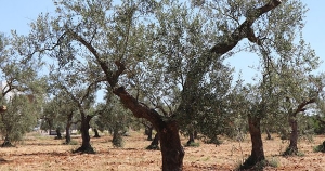 Δάκος και ακαρπία κυριαρχούν στην φετινή ελαιοκαλλιέργεια