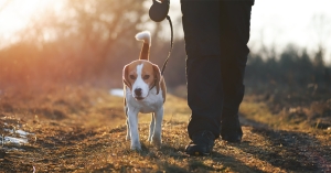 Τι χρειάζομαι στη βόλτα με τον σκύλο μου;