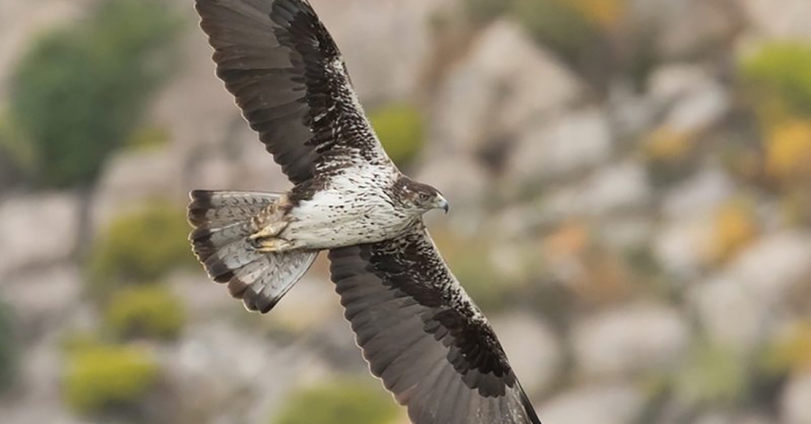 Δήμος Μονεμβασίας: Ένταξη της περιοχής του Κάβο Μαλέα στις Σημαντικές Περιοχές για τα Πουλιά (ΣΠΠ)