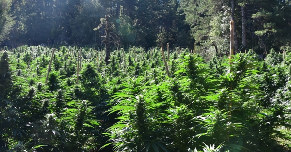 Φυτεία 2.012 δενδρυλλίων κάνναβης εντοπίσθηκε στην Κορινθία