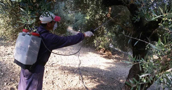 Αρχίζει ο 1ος ψεκασμός δακοκτονίας στο Δαφνί