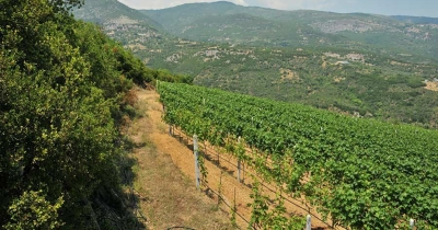 Τροποποίηση των τεχνικών φακέλων για τα ΠΟΠ «Ραψάνη» και «Αμύνταιο» – Έως 30 Σεπτεμβρίου οι ενστάσεις