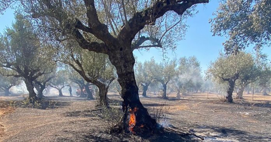 Υψηλός κίνδυνος πυρκαγιάς στους Δήμους Ελαφονήσου, Ευρώτα & Μονεμβασίας