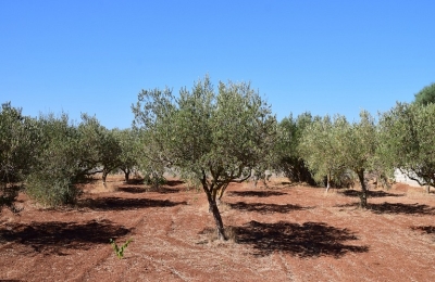 Ελιά: Φυτοπροστασία στις πρώιμες περιοχές – Βλαστική εξέλιξη της Κορωνέικης