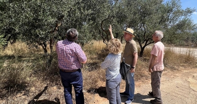 Μονεμβασία: Αυτοψία κλιμακίου του ΕΛΓΑ για την κατάσταση των ελαιοδέντρων λόγω της ξηρασίας