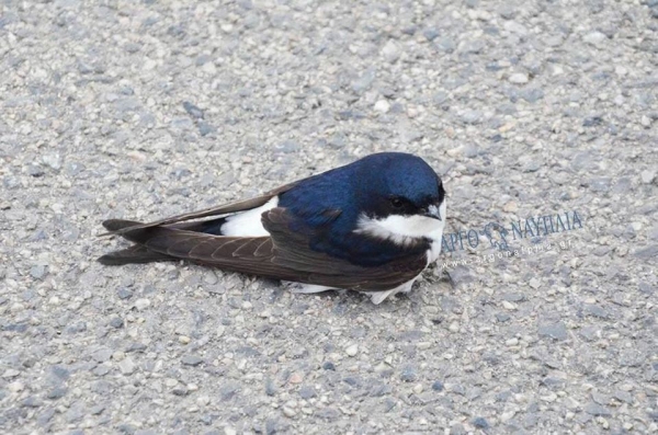 Τι συμβαίνει με τα χελιδόνια?Ποια η αιτία που βρίσκονται πεσμένα στη γη?